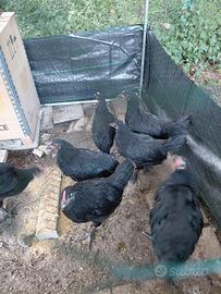 galline gallo marans olivegger pulcini spagnola 