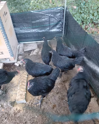 galline gallo marans olivegger pulcini spagnola 