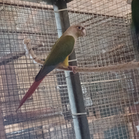 Pappagalli