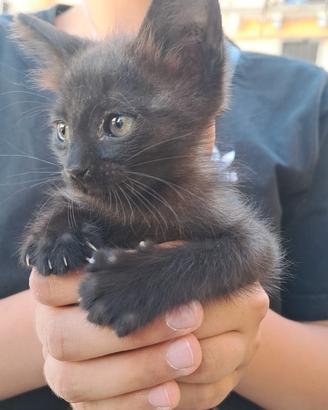 Gattini neri 2 mesi per adozione