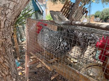 Gallo di amrocks