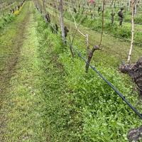 Vigneto zona Monzambano