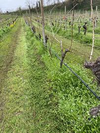 Vigneto zona Monzambano