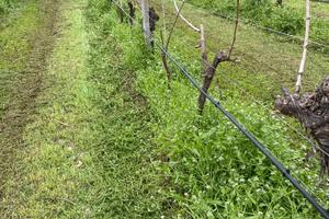 Vigneto zona Monzambano