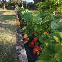 PIANTINE DI FRAGOLE A RADICE NUDA.  RIFIORENTE, 