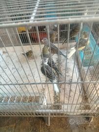 canari timbrado