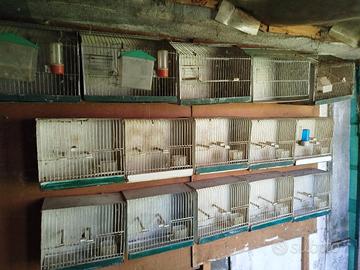 Gabbie singole per uccellini 