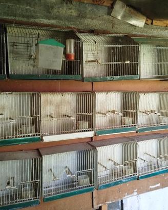 Gabbie singole per uccellini 