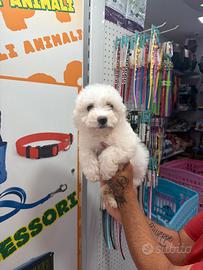 Cuccioli di maltipoo sciapagne