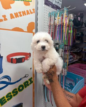 Cuccioli di maltipoo sciapagne