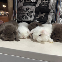 Conigli Ariete Minilop