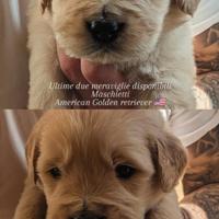 Cuccioli golden retriever americano 100%