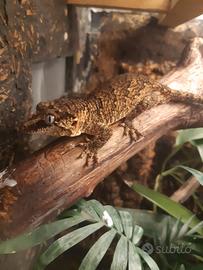 Geco Rachodactylus auriculatus
