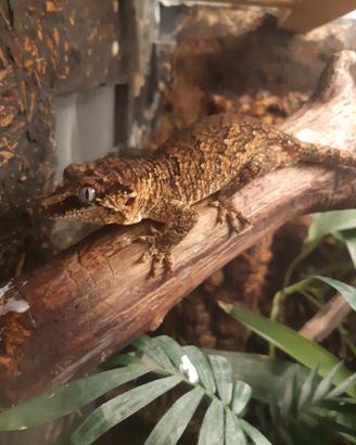 Geco Rachodactylus auriculatus