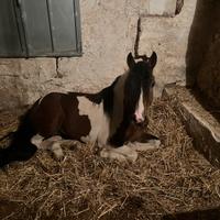 Cavallo calesse e finimenti sito ad Ostuni