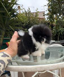 Spitz Tedesco nano mini