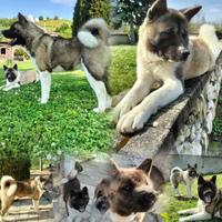 Akita mericano