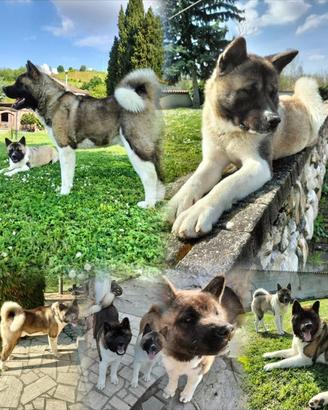 Akita mericano