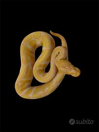 0.1 Pitone reale Enchi albino