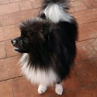Spitz pomerania nano