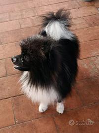 Spitz pomerania nano