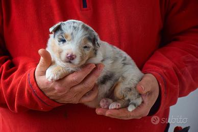 Cuccioli di pastore australiano