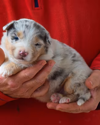 Cuccioli di pastore australiano
