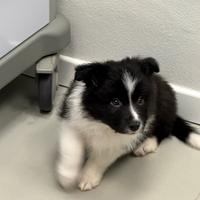 Cuccioli di border collie