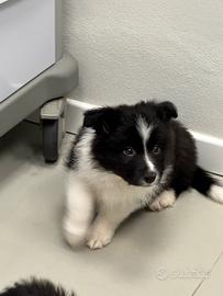 Cuccioli di border collie
