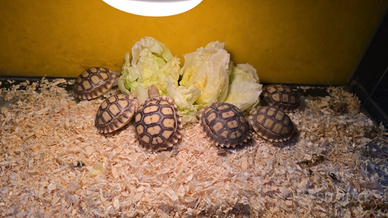 Tartarughe sulcata
