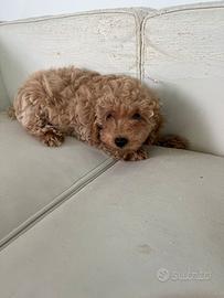 Cucciolina Barboncino MINI TOY pronta consegna