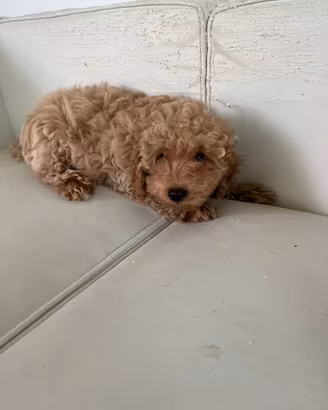 Cucciolina Barboncino MINI TOY pronta consegna