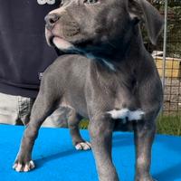 Cucciole Pitbull ukc femmine silver blue