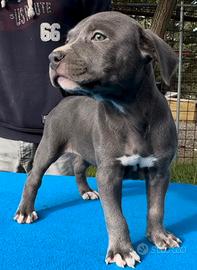 Cucciole Pitbull ukc femmine silver blue