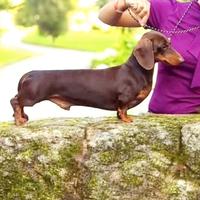 Cuccioli di Bassotto Nano