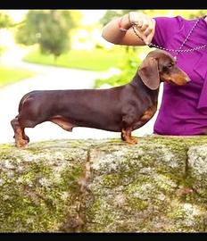 Cuccioli di Bassotto Nano