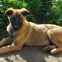 Caucaso / malinois