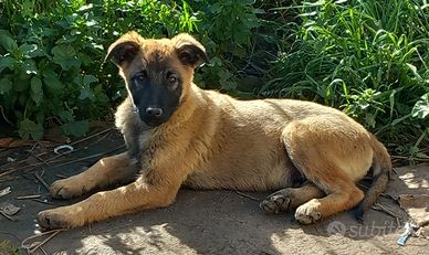 Caucaso / malinois