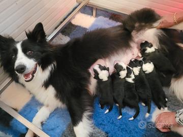 Ultimo Cucciolo di Border Collie con pedigree