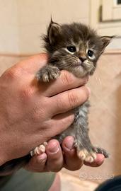 Cuccioli Maine Coon