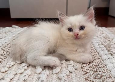 Cucciolo Ragdoll femmina bianca