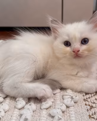 Cucciolo Ragdoll femmina bianca