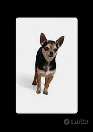 Chihuahua