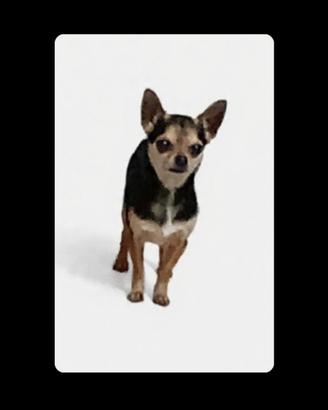 Chihuahua