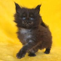 Cucciola maine coon black argentata con pedigree