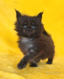 Cucciola maine coon black argentata con pedigree