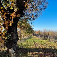 Terreno adibito a vigneto e frutteto