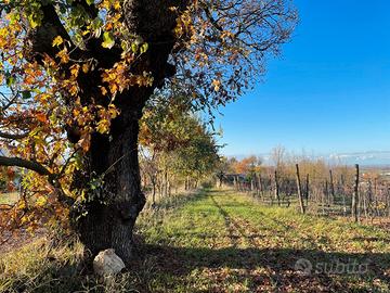 Terreno adibito a vigneto e frutteto