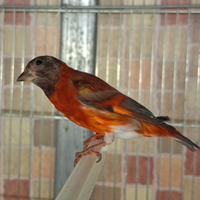 Cardinalini del venezuela