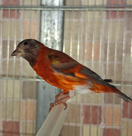 Cardinalini del venezuela